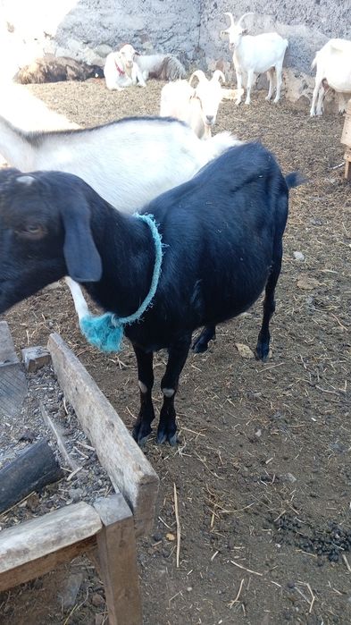 Продается Дойные козы