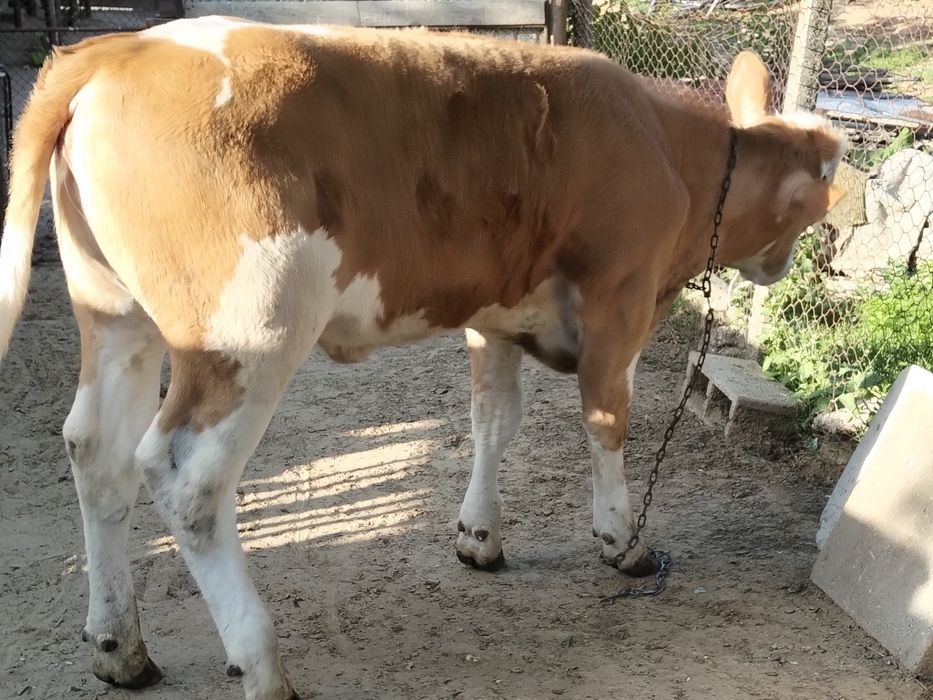 Vând vacă bălțată românească cu vițea după ea
