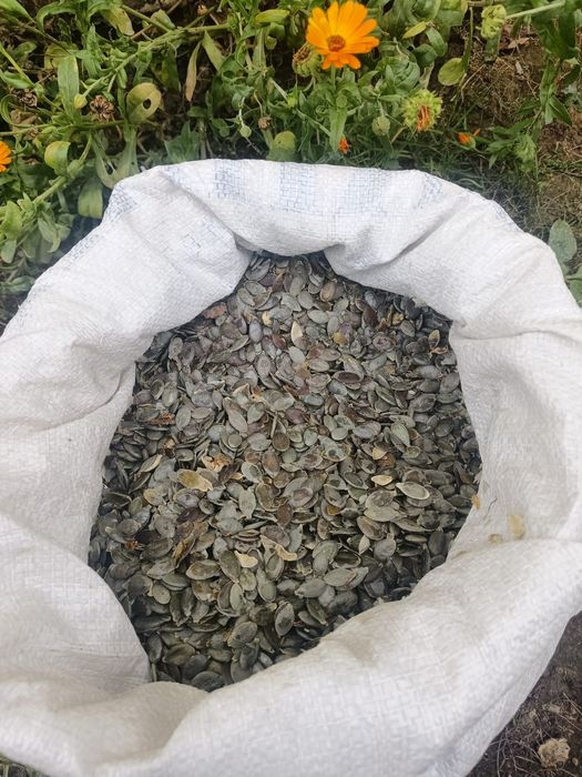 Semințe dovleac Stirya