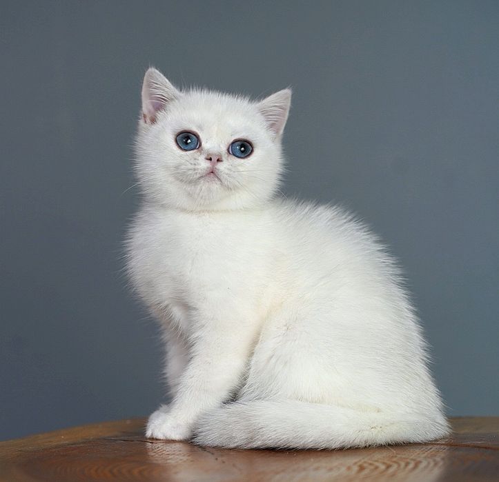 Британский котёнок с синими глазами