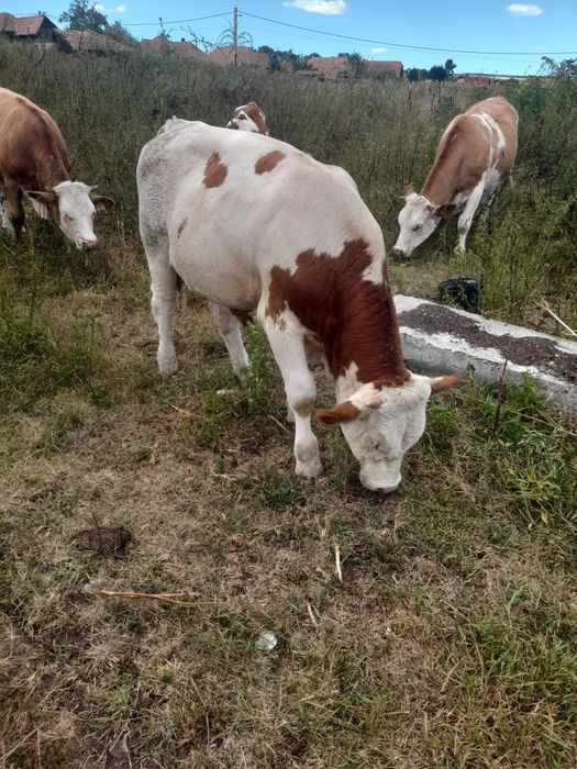 Tauraș de 8 luni