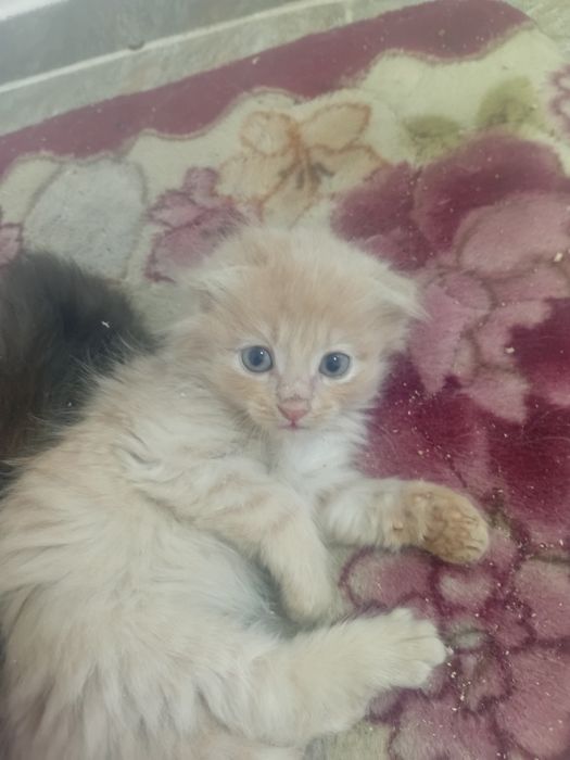 Продам вислоухих шотландских котят.