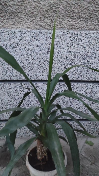 Палма Юка, висока 70 см