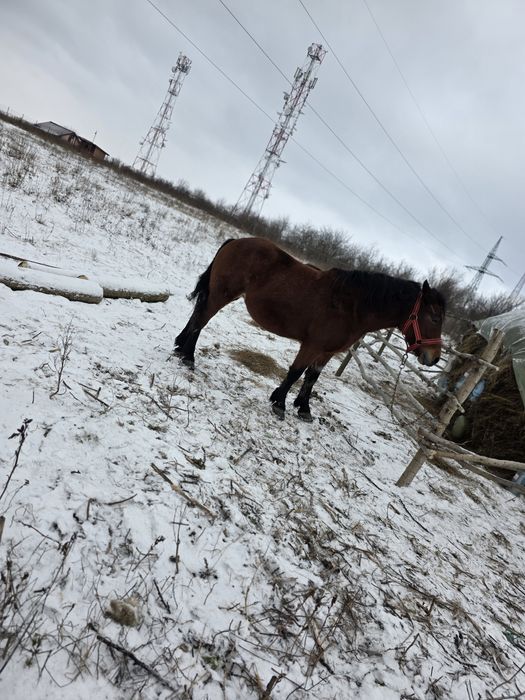 Iapa de 4 ani  gestanta , si mânz de 2 ani de  vanazare