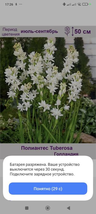 Лимон аркобалено  лаймкват лимон плодоносящие