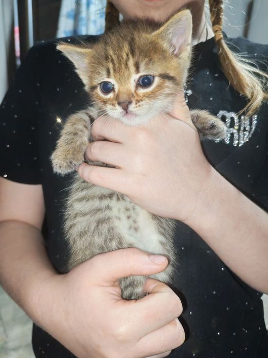 Отдам котят даром
