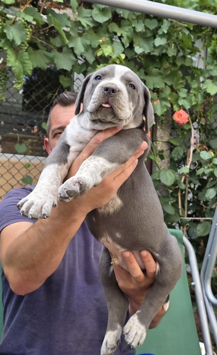 Американско були ХЛ/American Bully XL