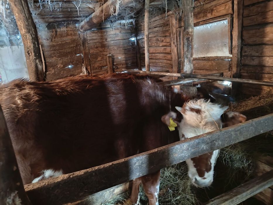 Продам телят на откорме