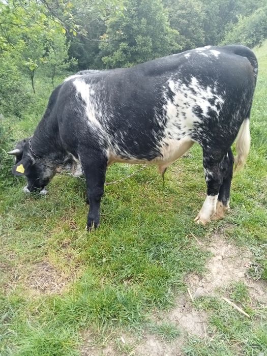 Vițel albastru belgian