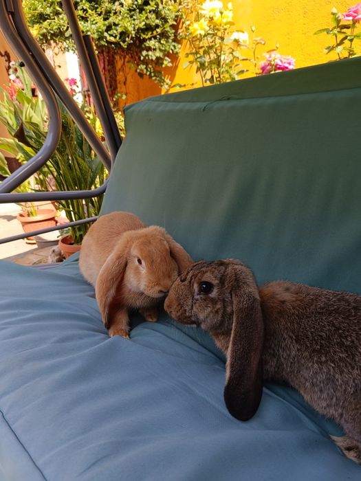 Iepuri berbec german