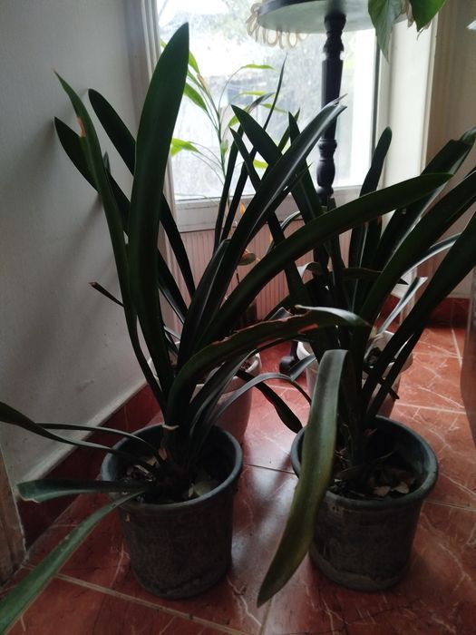 Продаю комнатное растение КЛИВИЯ