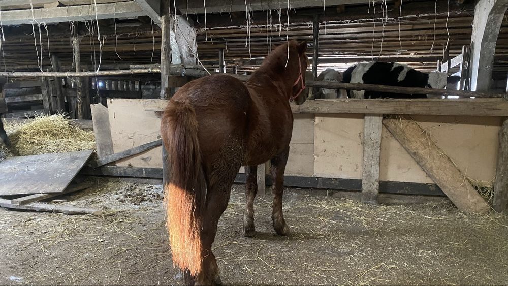 Жас айгыр сатылады жабы