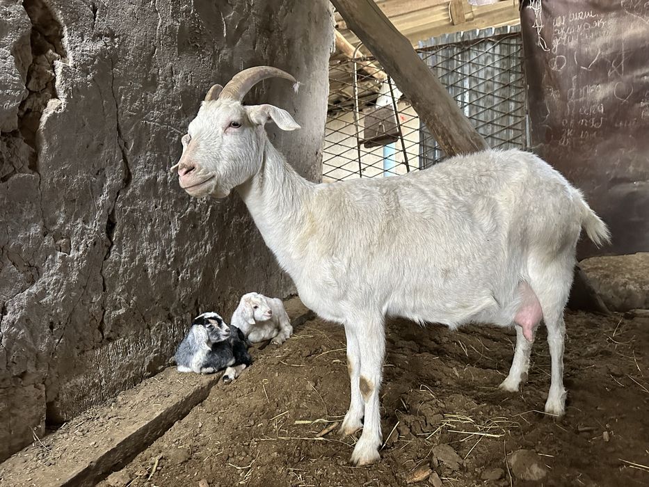 Ешкі  Коза сатылады