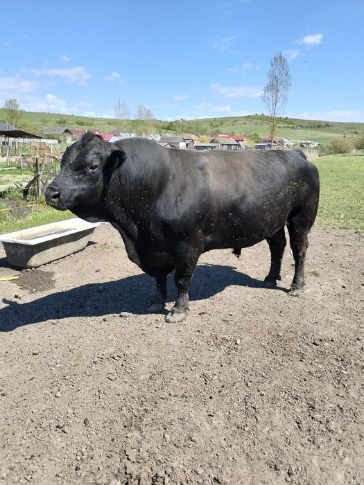 Vând sau schimb Taur Angus