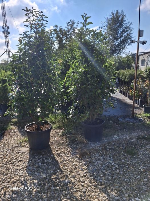 Vând plante ornamentale și livrez