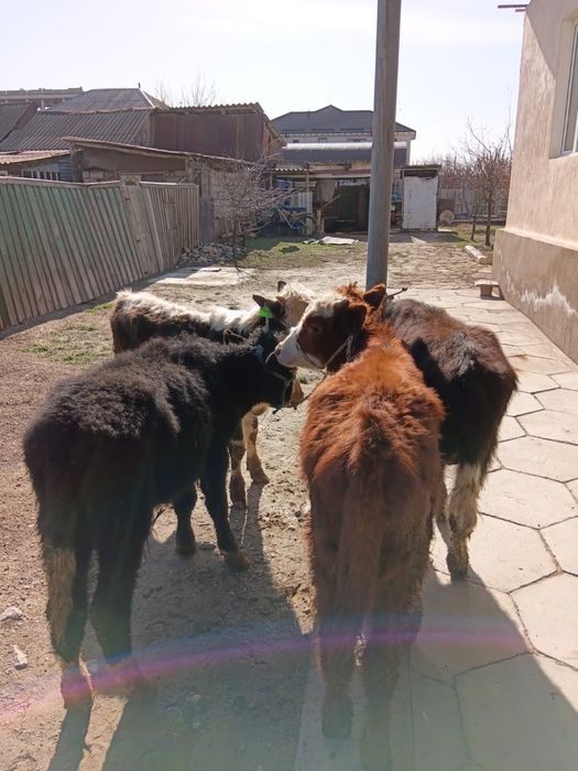 Бұқалар сатылады. Продам бычков