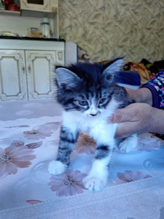 Кошки, мушукчалар