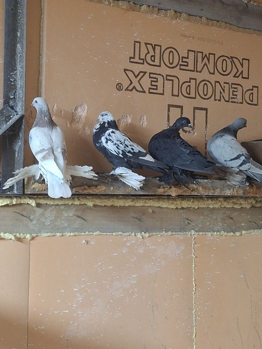 Продам голубей игра гребля тяга