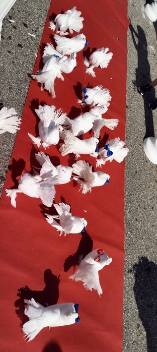 Porumbei albi Evenimente