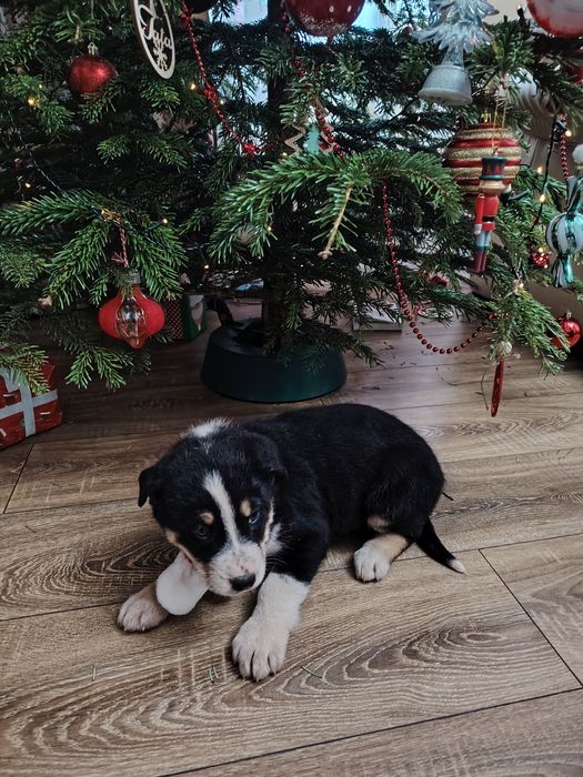 Donam cățeluși  draguti