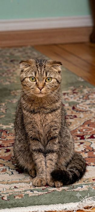 Шотландский веслоухий кошка скоттиш фолд