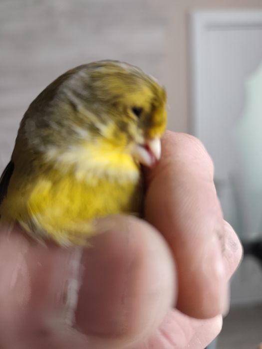 Женски Глостер Консорт- пеещ.Готова е за размножаване.