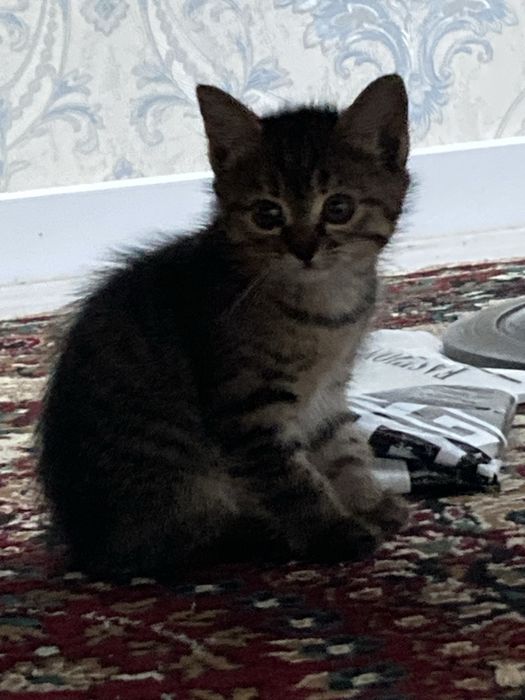 Отдам кошку в хорошие руки.