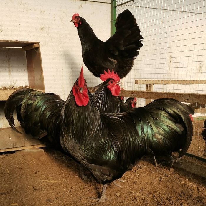 Продавам оплодени яйца от черен Австралорп... Работя с еконт и спиди