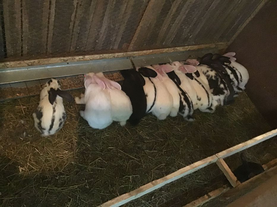 Vând iepuri de toate varstele:de la 2 luni pana la un an si 3 luni.