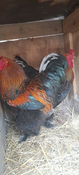 Продаём петушков