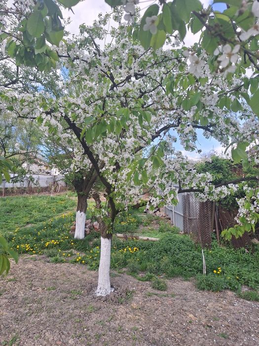 Vând Casă Petroșani