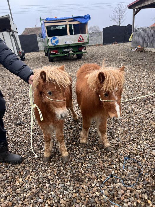 Ponei de vanzare adusi din olanda acte pedigri