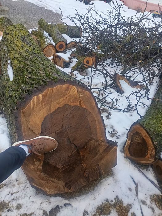 Nuc 100 de ani de la 70 cm  diametru