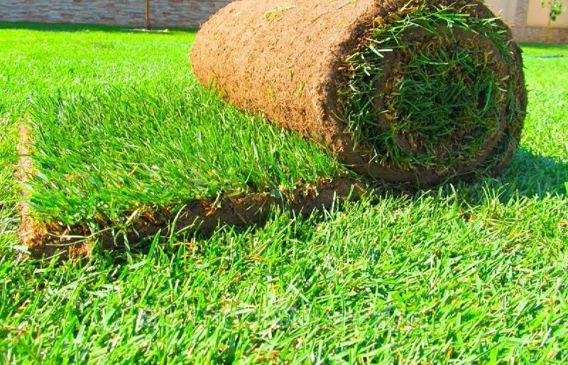 Gazon urug' ekamiz, tayor gazon, rulon gazon ekamiz.