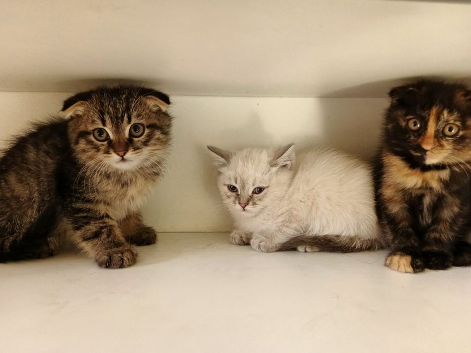 Skottish fold 3 oylik qiz bola soglom 100$