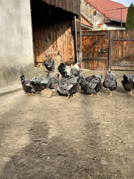 Ouă wiandotte argintiu