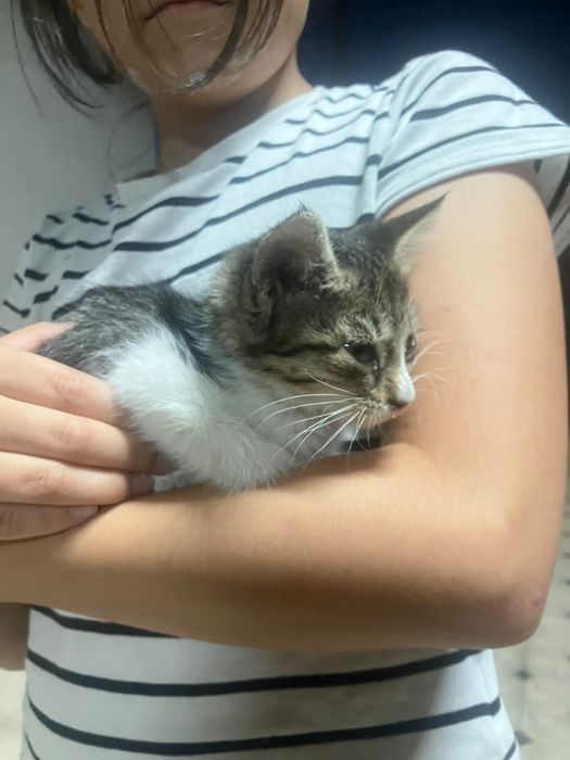Отдам котёнка в добрые руки