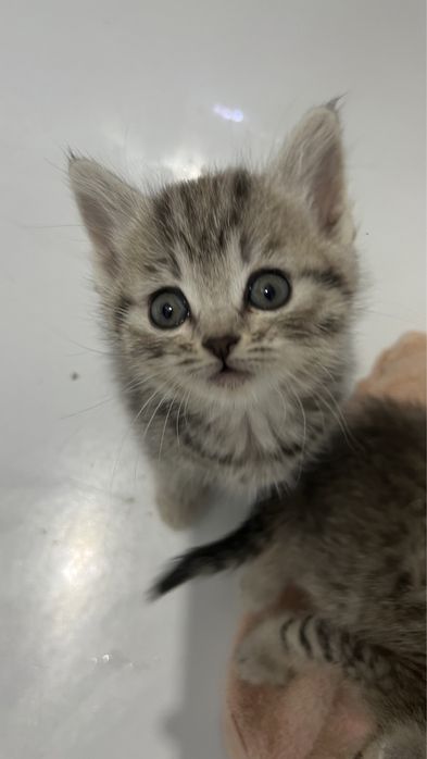 Продам котят в добрые руки