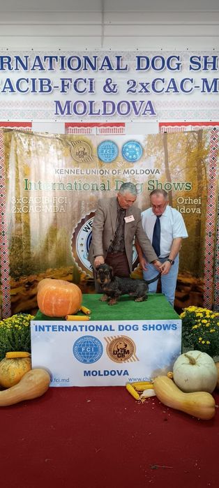 Pui Dachshund / Teckel