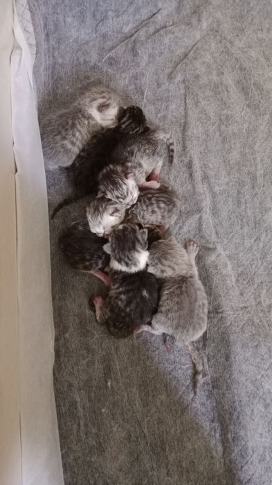 Mushuk sotiladi juda yahshi shirin mushuklar