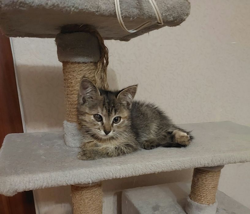 Отдам котенка в добрые руки
