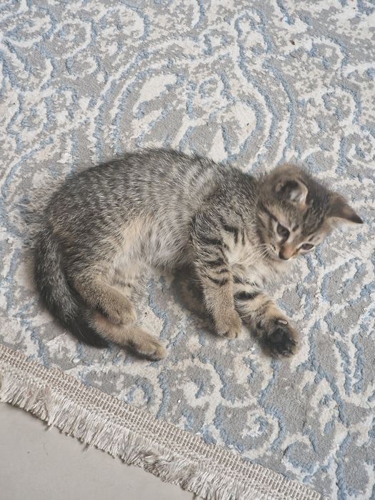 Отдам котенка в добрые руки