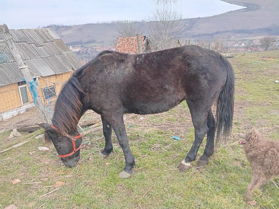Cal de vanzare mai multe detailii la nr de tel