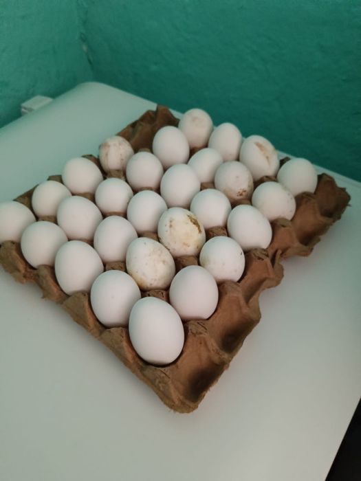 Несушки сатылады