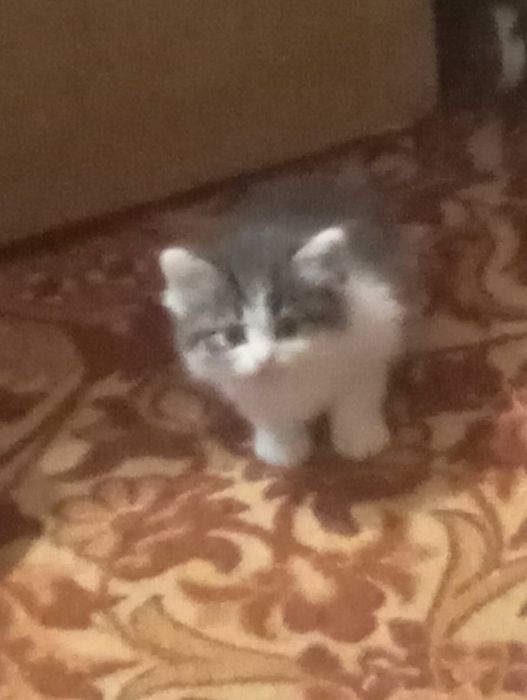 Кошки и домашние котята!