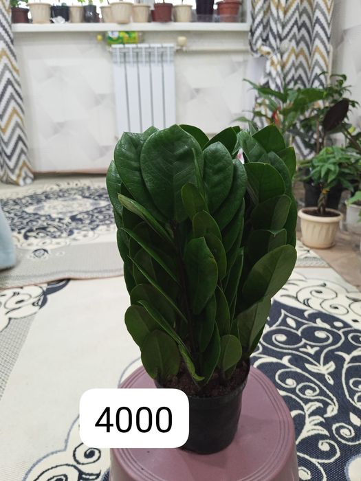 Домашние светы на продаж