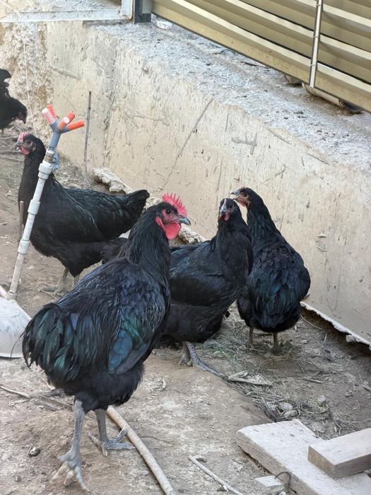 Продам курей Джерскийский Гигант