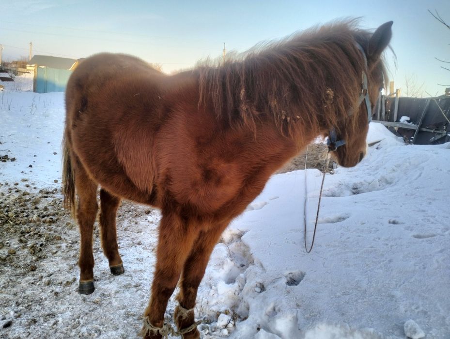 Өгіз және құнан сатылады