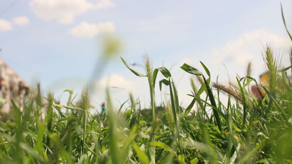 Фотоапарат Sony rx100