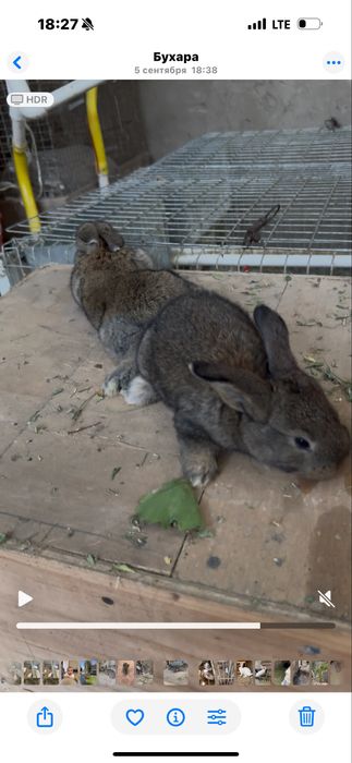 Flander bolalari sotiladi